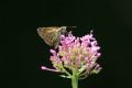 Hesperia comma